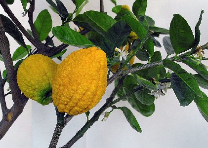 Citron Growing on Tree